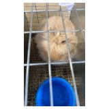 TORT LIONHEAD BUCK