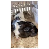 FEMALE GUINEA PIGS