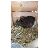 MALE GUINEA PIG