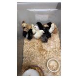 bym chics 6 days old