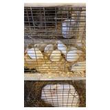 white button quail