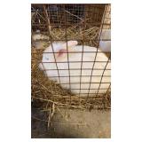 white lion head buck