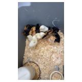 bym chics 6 days old