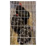 mottled cochin bantams