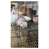 3 porcelain DeUncle 2 silkie