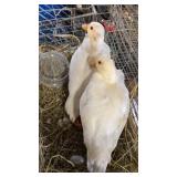 white call duck breeding pair