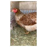 red laced blue wyn. hen (nice)
