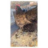 golden laced hen ( big girl)