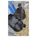 black turken hens