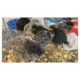 blk and grey chics off heat