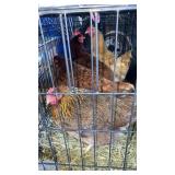 hens 2 red 1 wellsummer 1 buff