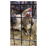 SPLASH SALMON BRAHMA F1 ROOSTER
