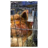 BUFF BRAHMA COCKERAL