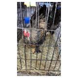 COCKERAL BRAHMAS DSO