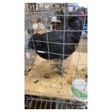AYAM CEMANI ROOSTER