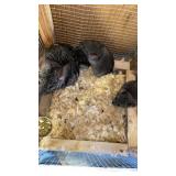 MOM AND BABES CHINCHILLA