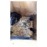 MOM AND BABES CHINCHILLA