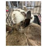 LIONHEAD NEWZELAND MALES