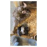 MOM AND BABES CHINCHILLA