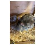MOM AND THREE UNSEXED BABIES CHINCHILLA