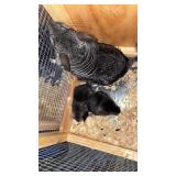 MOM AND BABES CHINCHILLA