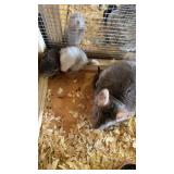 MOM AND BABES CHINCHILLA