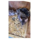 MOM AND BABES CHINCHILLA