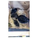 MOM AND BABES CHINCHILLA