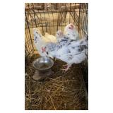 AMERICANA PULLETS