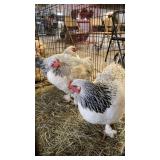 2 silver 1 light brahma hens