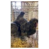 pair of black silkies