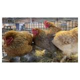 hens 2 partridge1 buff brahmas