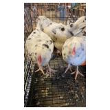 ERMINE PULLETS