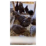12 quail