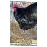 LARGE ROOSTER