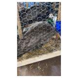 ADULT PEAHEN 5 YR OLD
