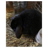 black lop doe