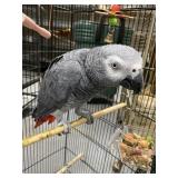 African Grey