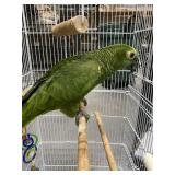 Blue Front Amazon