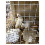 Jumbo white corturnix quail