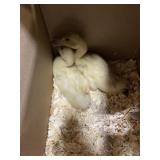 Buff ducklings