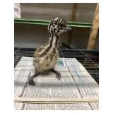 Emu Unsexed