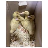 Peken Ducklings