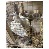 Jumbo white coturnix quail