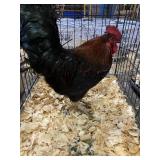 1 yr old rooster
