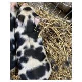 Male Kunekune mix