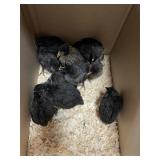Black Sex Link chicks
