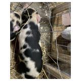 Male Potbelly Mix