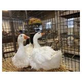 pair of geese