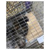silkie rooster